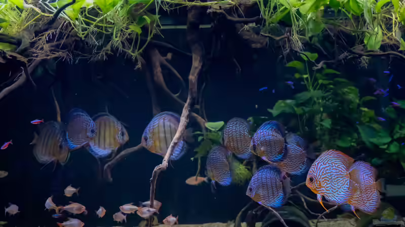 Senkrechte Strukturen im Aquarium: Darum sind sie wichtig in der Diskushaltung