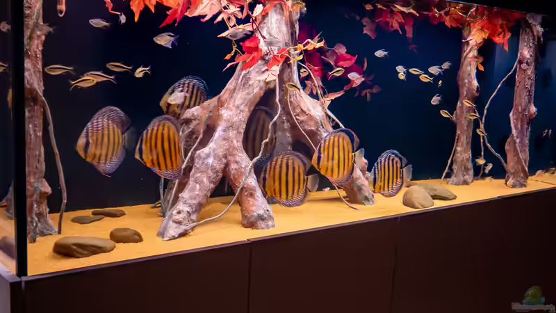 Senkrechte Strukturen im Aquarium: Darum sind sie wichtig in der Diskushaltung