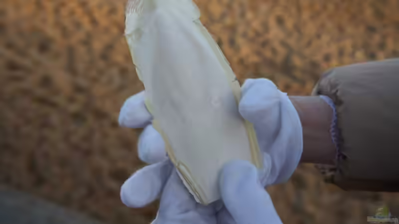 Sepiaschalen in der Terraristik - unverzichtbare Calciumquelle, richtige Anwendung und häufige Irrtümer