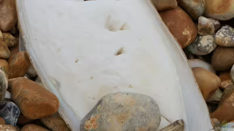 Sepiaschalen in der Terraristik - unverzichtbare Calciumquelle, richtige Anwendung und häufige Irrtümer