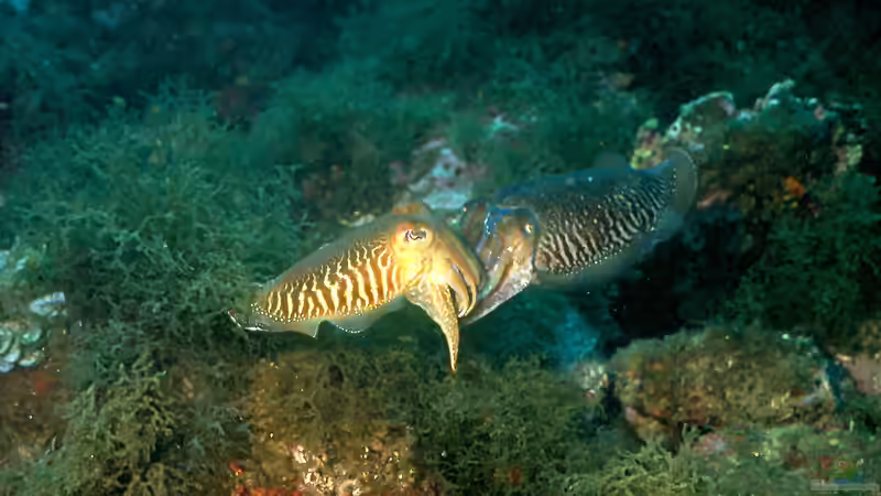 Sepiaschalen in der Terraristik - unverzichtbare Calciumquelle, richtige Anwendung und häufige Irrtümer