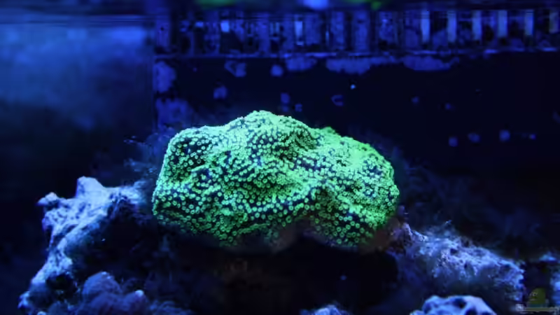 Sept. 2009 M. hofmeisteri von Stephan Ascher (34)