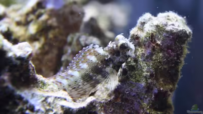 Sept. 2009 salarias von Stephan Ascher (61)