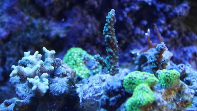 Sept. 2009 von Stephan Ascher (31)