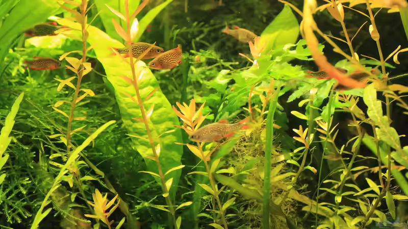 Sept. 2014 Perlhuhnbärbling von Peter Niehuber (19)