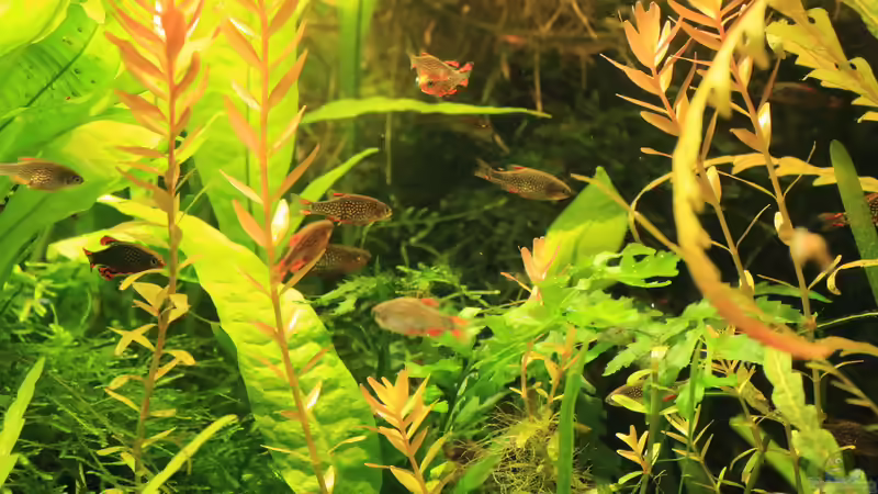 Sept. 2014 Perlhuhnbärbling von Peter Niehuber (20)