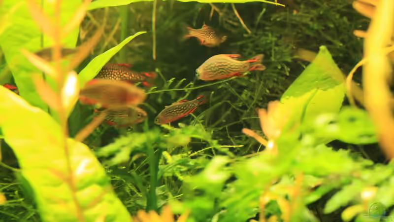 Sept. 2014 Perlhuhnbärbling von Peter Niehuber (21)