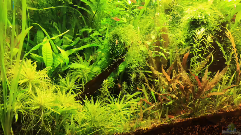 Sept. 2014 von Peter Niehuber (8)