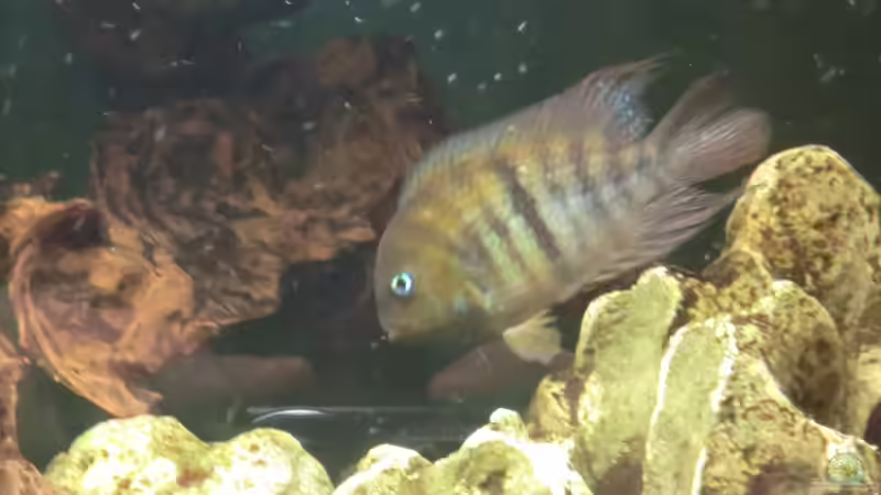 septem nanoluteus Hybride m von kojandt (18)