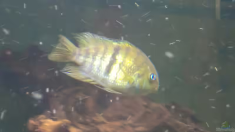 septem nanoluteus Hybride w von kojandt (19)