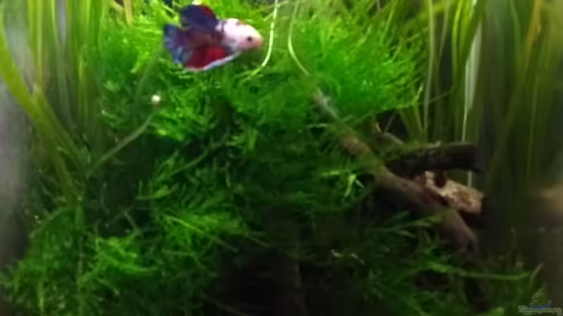 September 18 von Stephy (6)