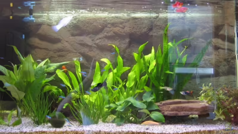 September 2006, 1 Woche nach Einrichtung von Christiane Feldmann (2)