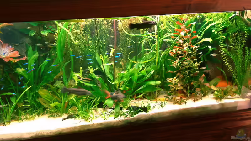 September 2008 rechte Seite von Frank Krüger (6)