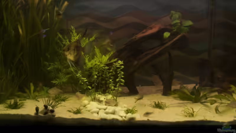 September 2009 (2 Wochen nach dem Umbau) von Nadinsche (6)