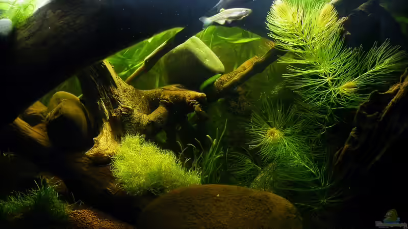 September 2010 - Mal ein Größenvergleich zur Deko von bergfrau (26)