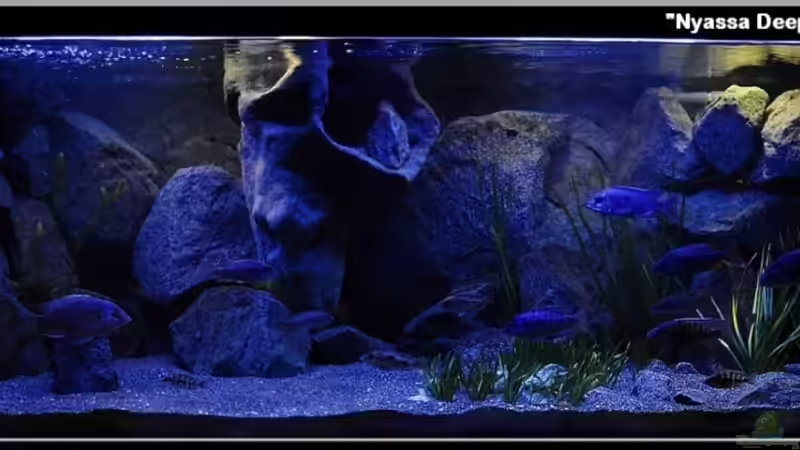 September 2010 - Sieger Beckenwettbewerb...:-) von ***ELLIS*** (18)