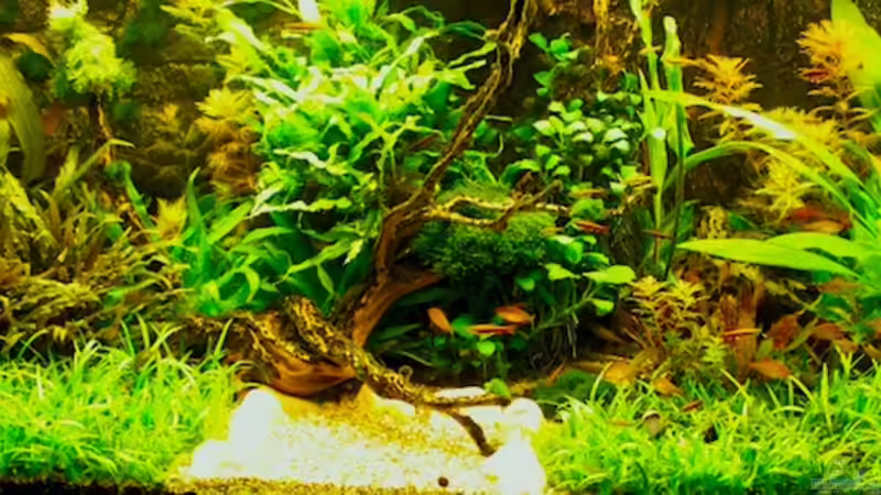 September 2011 - volle Beleuchtung, da applaudieren die Pflanzen von diveman (6)