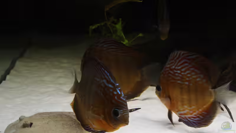 September 2014 von AmazonasFelix (28)