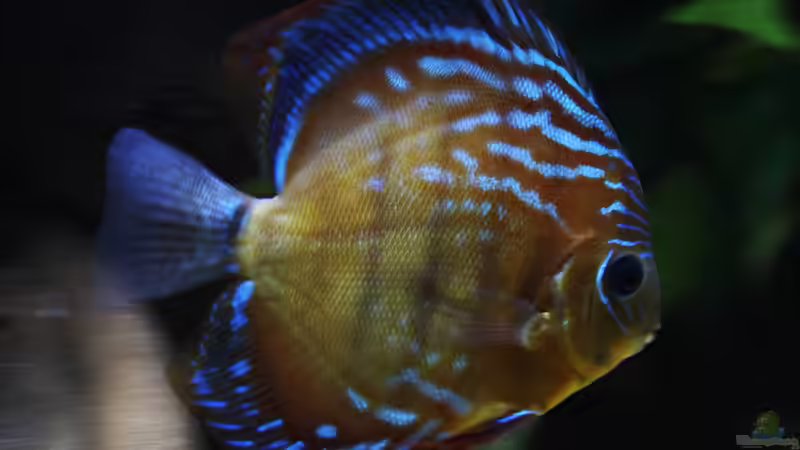 September 2014 von AmazonasFelix (29)