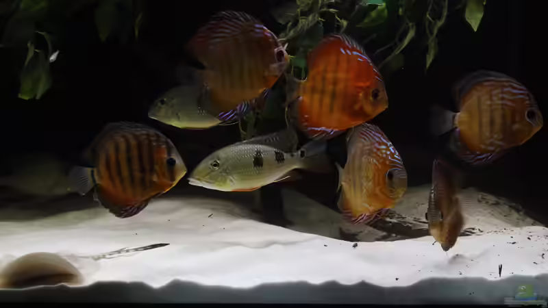 September 2014 von AmazonasFelix (30)