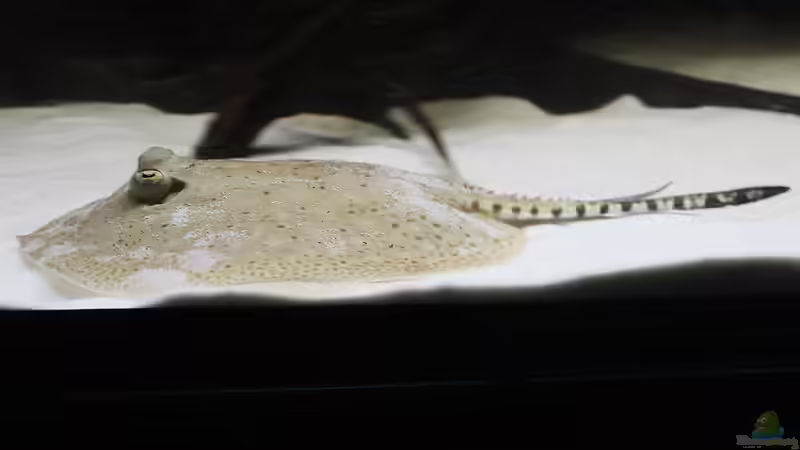 September 2014 von AmazonasFelix (33)