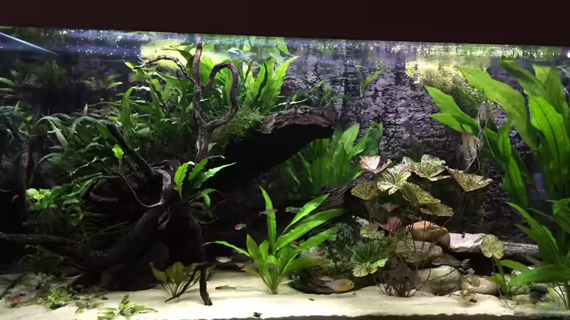 September 2016 von Fäbi_CH (5)