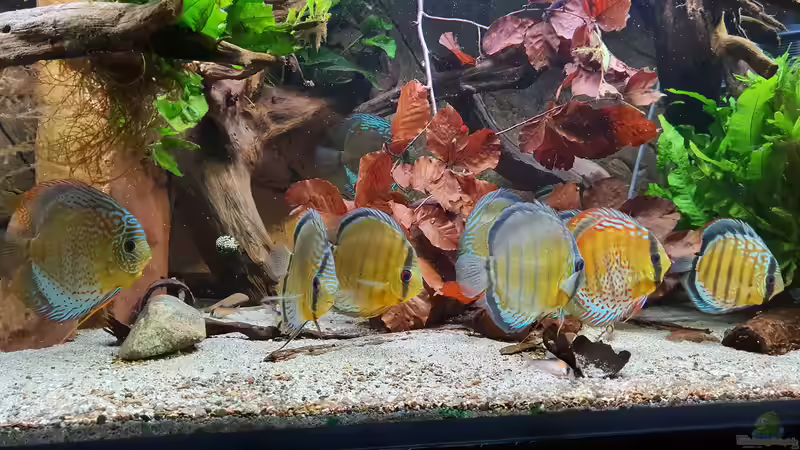 September 2020 - Beckenansicht Halbwildes Volk im Wurzeldickicht von ravaka (7)