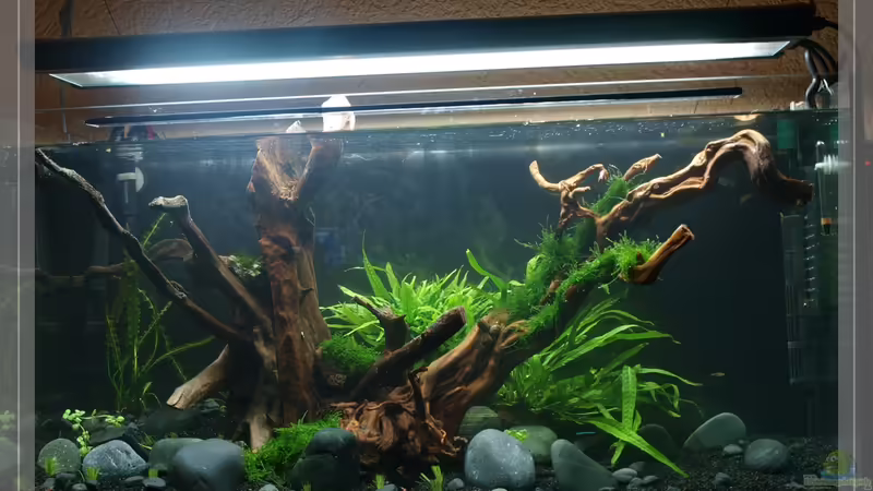 September von Pseudomugil (2)