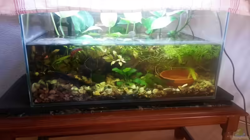 September vor dem wasserwechsel  von Ceylon (5)