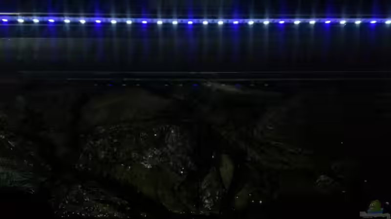 Sera X.Change ´cool daylight´ 10-12000 Kelvin von Bitman (23)