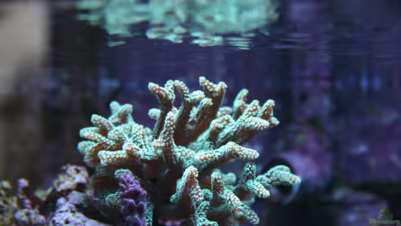 Seriatopora caliendrum von Susanne Axt (22)