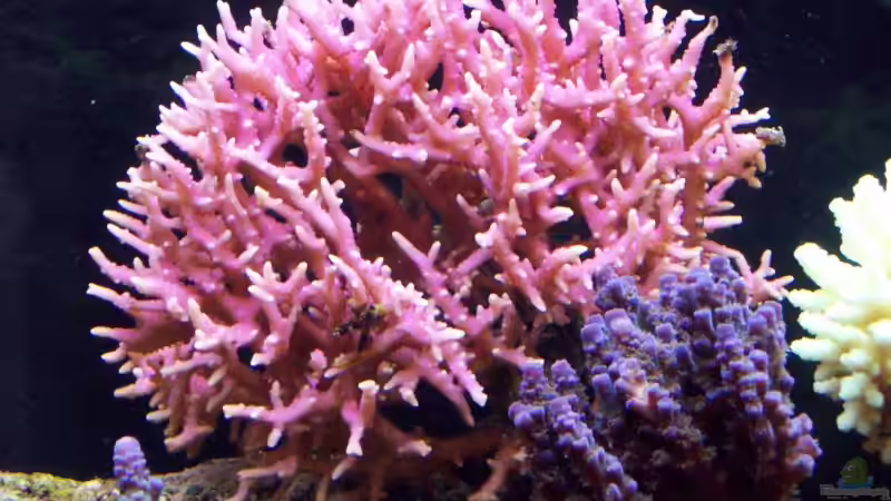 Seriatopora histerix von Lars Leonhardt (33)