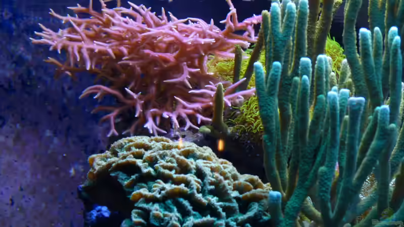 Montipora cactus im Aquarium halten (Einrichtungsbeispiele für Kleinpolypige Steinkoralle)