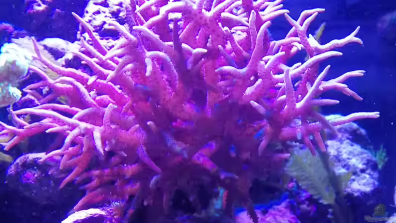 Seriatopora hystrix von -Mark- (9)