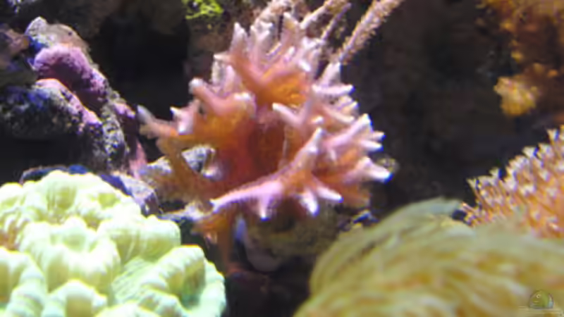 Seriatopora hystrix von Steffen Ruck (35)