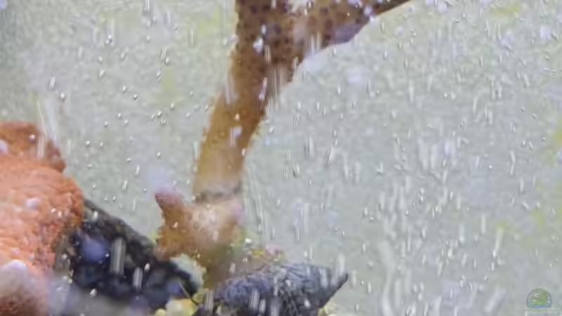 Seriatopora von GiZZ55 (13)