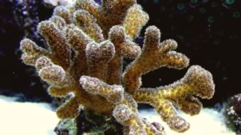 Seriatopora von Petra Kallmeyer (7)