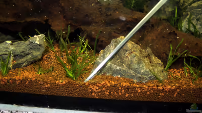 setzen der Pflanzen von Falk (11)