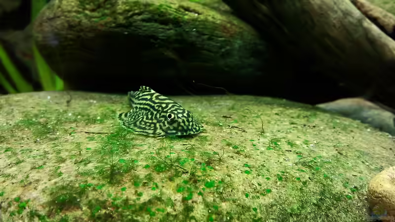 Sewellia lineloata von *fly_high* (14)