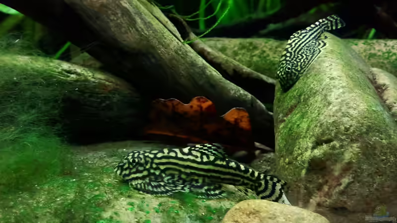 Sewellia lineloata von *fly_high* (15)