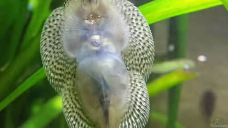 Sewellia lineolata  von Miss Kasimir (7)