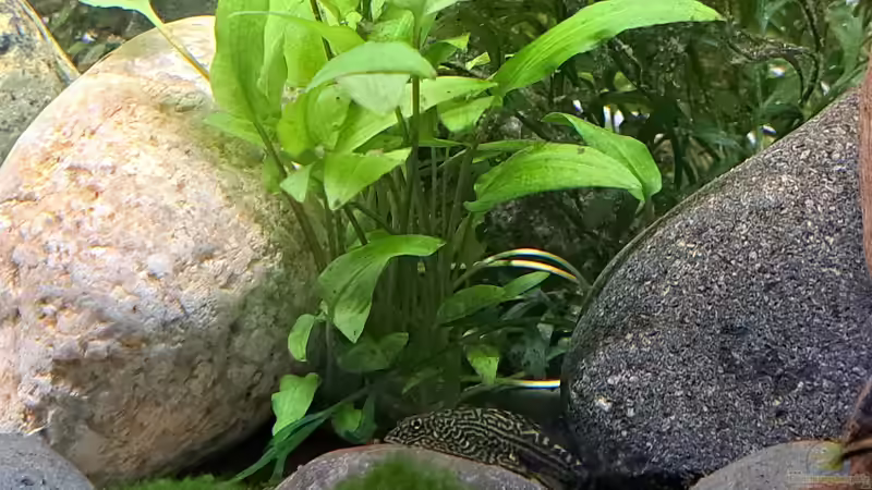 Aquarien mit Sewellia lineolata (Pracht-Flossensauger)