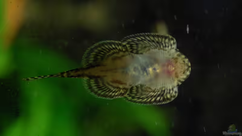 Aquarien mit Sewellia lineolata (Pracht-Flossensauger)