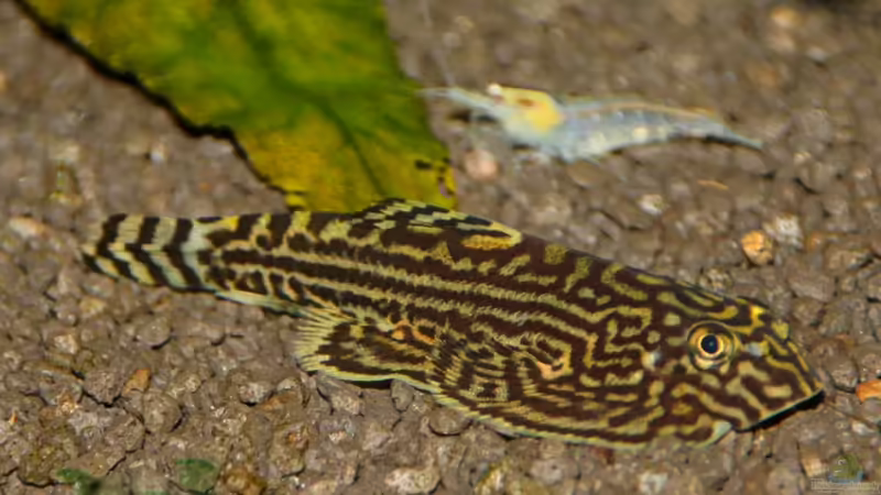 Sewellia lineolata von -Der Österreicher- (23)