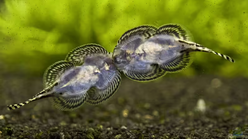 Sewellia lineolata von -Der Österreicher- (24)