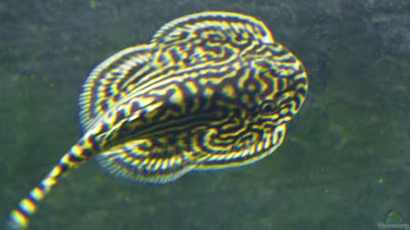 Sewellia lineolata von -Der Österreicher- (27)