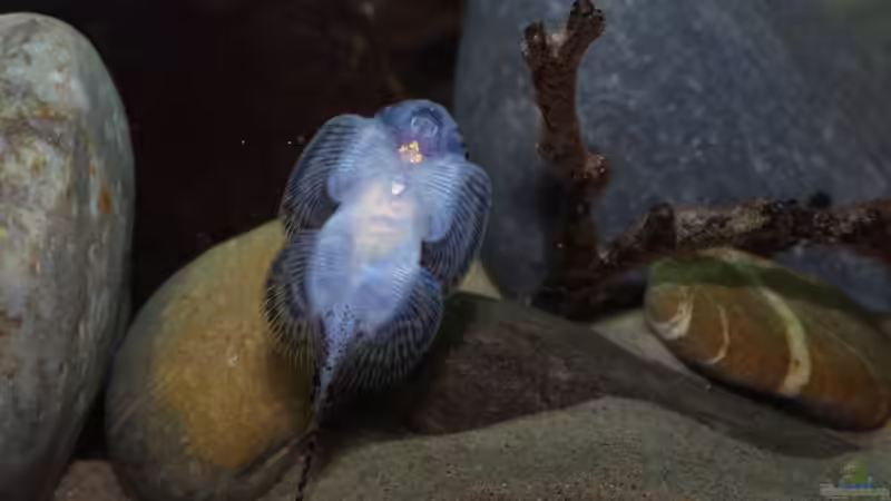 Aquarien mit Sewellia lineolata (Pracht-Flossensauger)