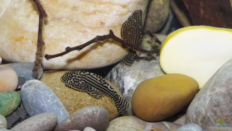 Aquarien mit Sewellia lineolata (Pracht-Flossensauger)