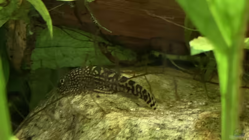 Aquarien mit Sewellia lineolata (Pracht-Flossensauger)