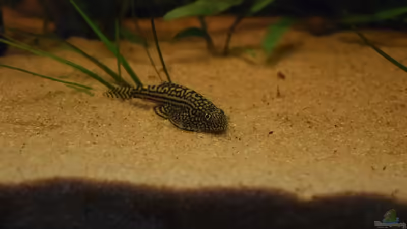Aquarien mit Sewellia lineolata (Pracht-Flossensauger)